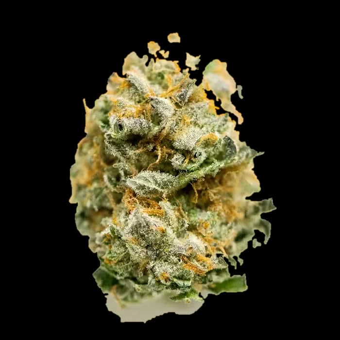Grease Monkey flower